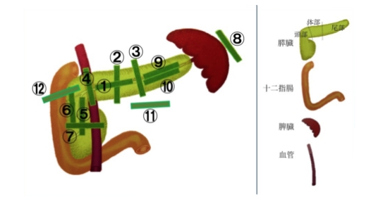 腹部超音波検査の観察範囲