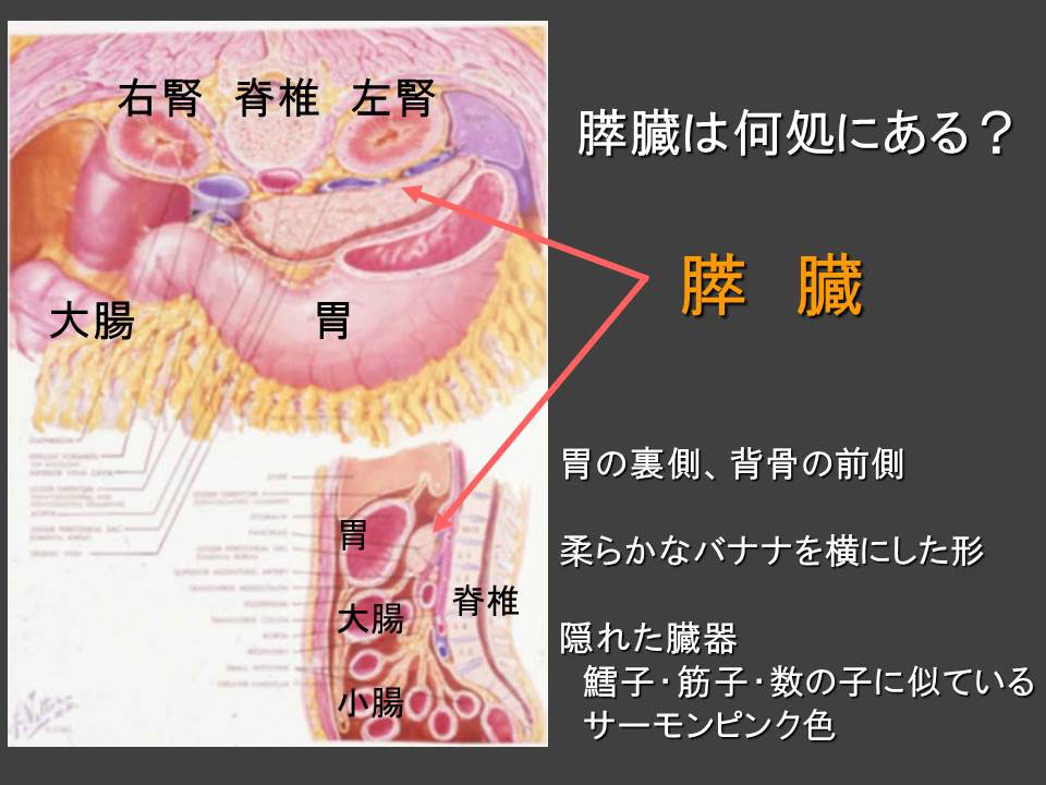 膵臓の仕組み（図1）