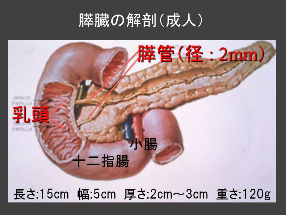 膵臓の仕組み（図2）