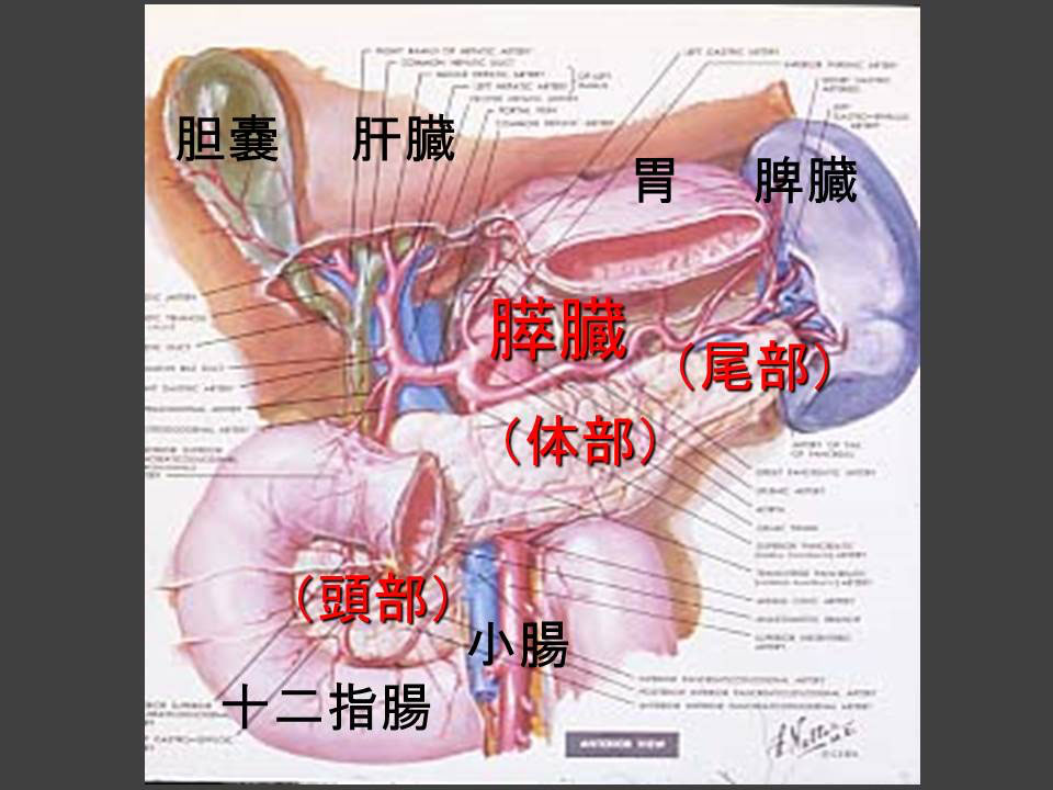 膵臓の仕組み（図3）