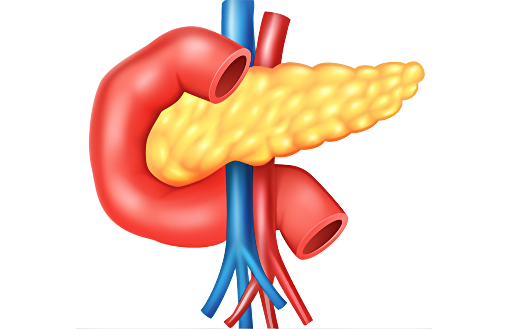 早期発見・治療のために  膵臓病センターを設立しています  